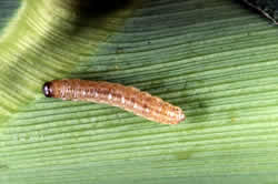 corn borer larva